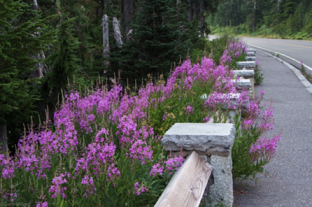Wildflowers near Reflection Lake
Mt Rainier National Park  WA